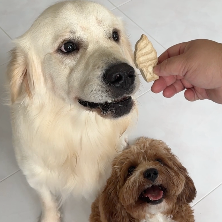 Two dogs, a large white one and a smaller brown one, standing on a tiled floor with a hand holding a treat.