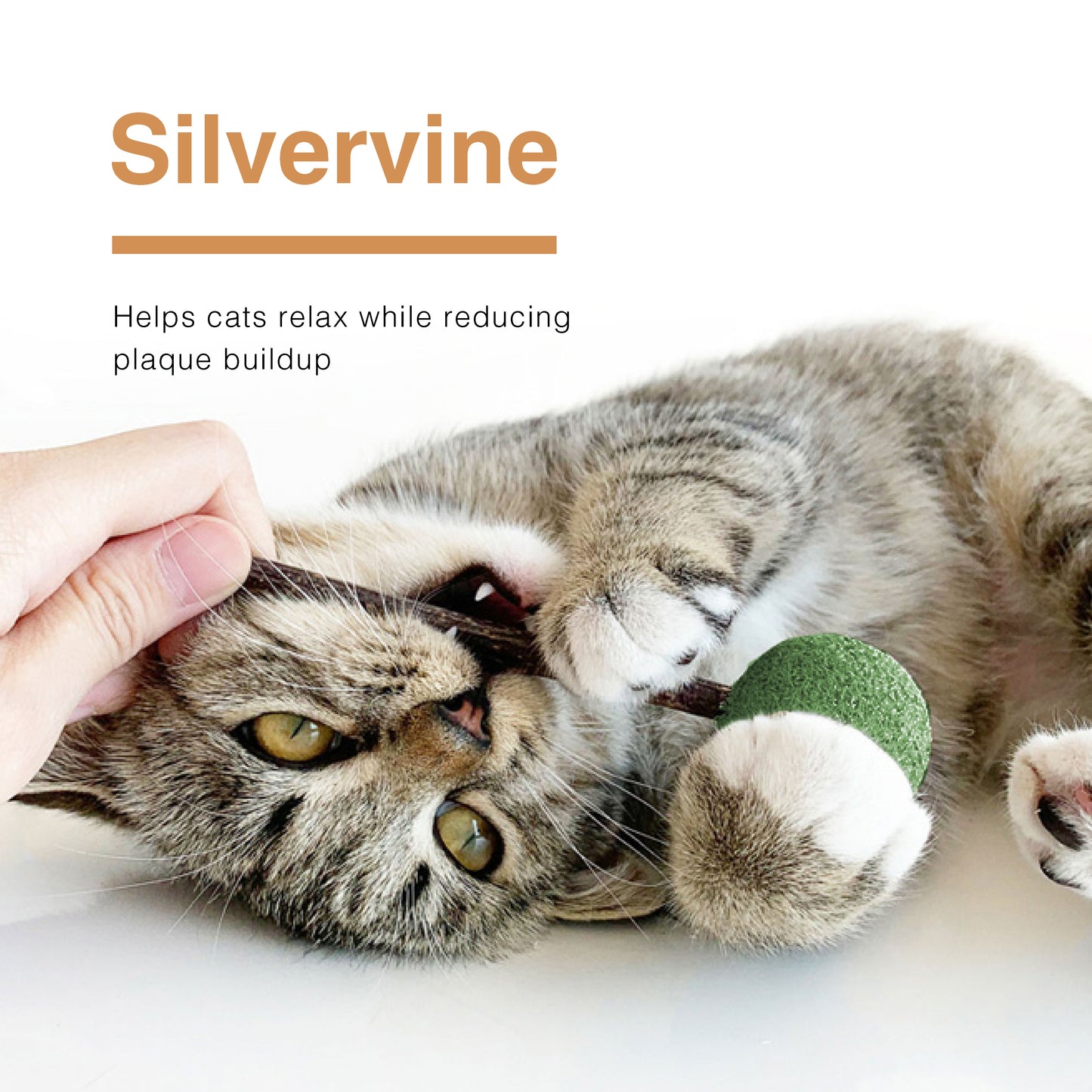 CatWant Catnip Lollipop Silvervine Dental Stick Cat Toy