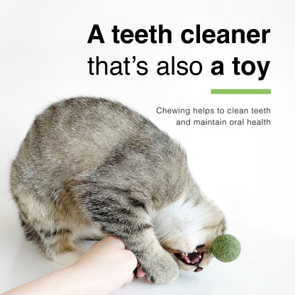 CatWant Catnip Lollipop Silvervine Dental Stick Cat Toy