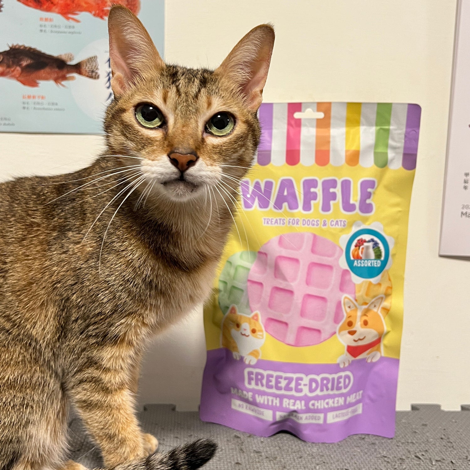 Cat interacting with a package of Waffle Freeze dried treats on a surface.
