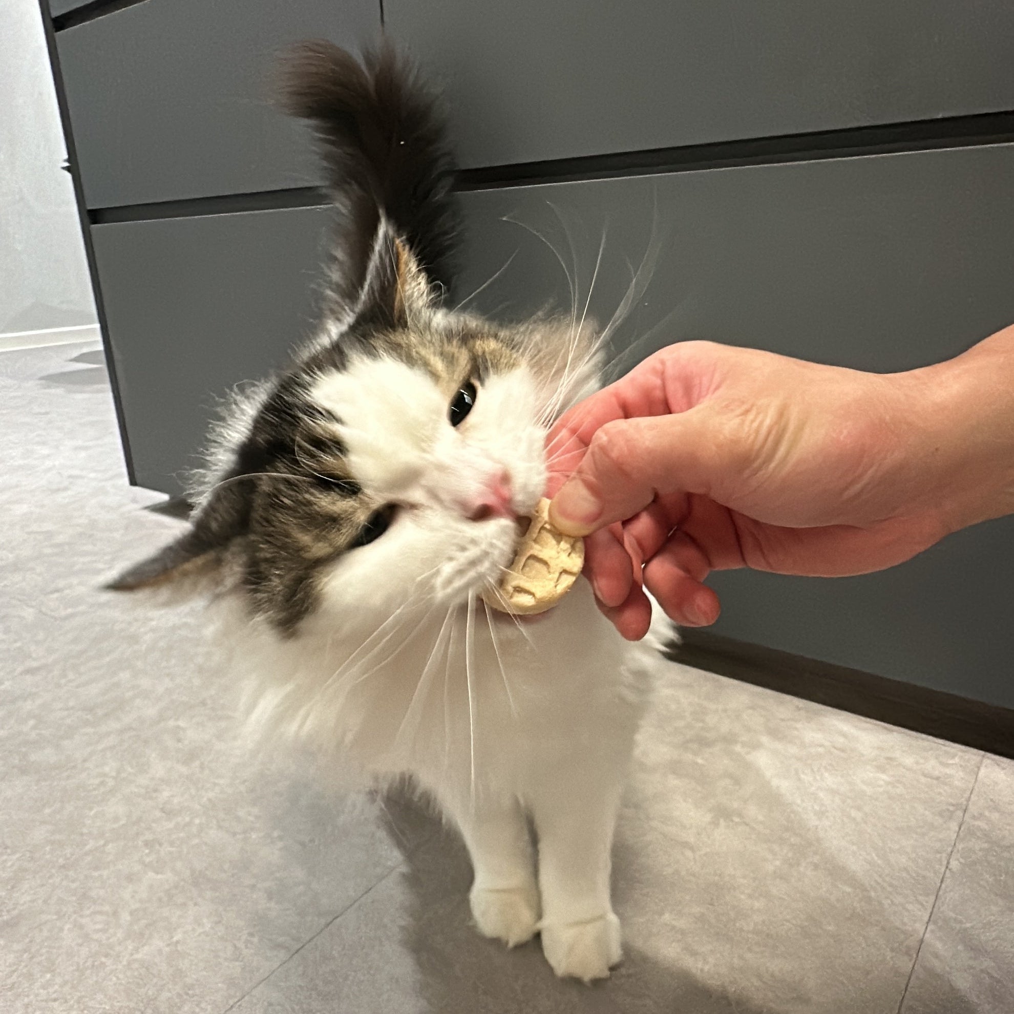 Cat being fed by a hand on a tiled floor